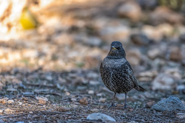 Blackbird a cappello bianco o Turdus torquatus uccello passerino della famiglia Turdidae