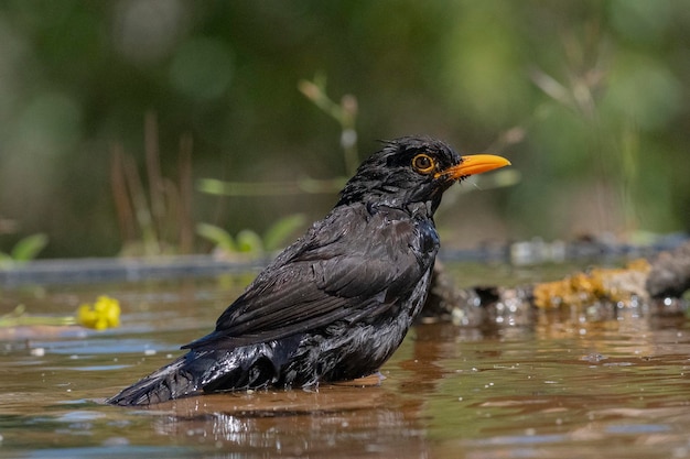 Blackbird comune Turdus merula Malaga Spagna