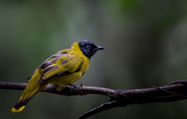 Blackheaded Bulbul Pycnonotus atriceps sul ramo Birde della Thailandia