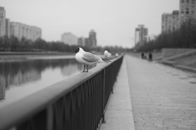 Blackheaded Gull o Larus ridibundus seduto vicino al fiume