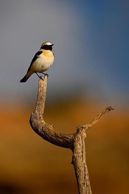 Blackthroated Wheatear o Oenanthe oenanthe appollaiato su un ramo