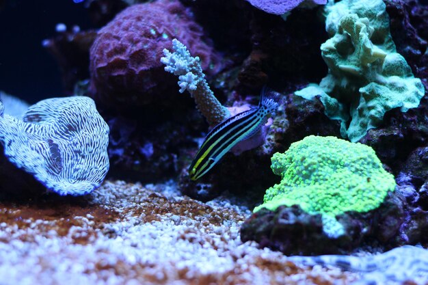 Blenny Meiacanthus a righe