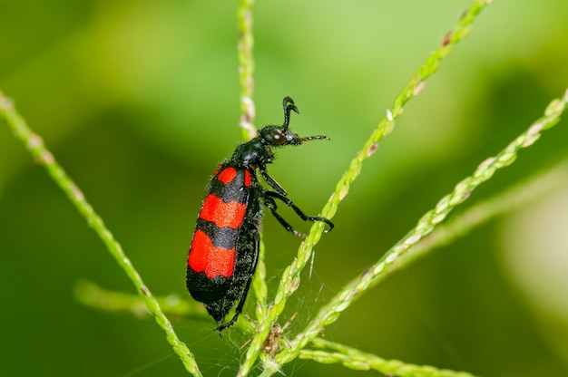 Blister Beetle