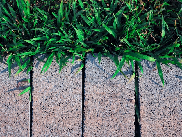 Blocchetti del mattone del cemento sul pavimento con erba verde nel giardino per passeggiata