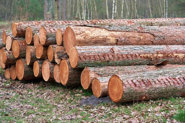 Blocchi di legno rotondi impilati sullo sfondo Albero di pino tagliato e impilato