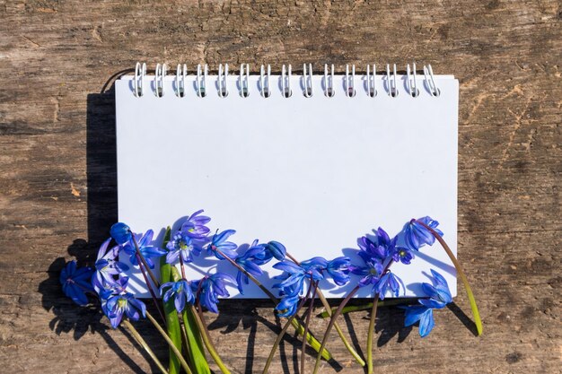 Blocco note in bianco con fiori blu di scilla su fondo di legno rustico. Primi fiori primaverili. Biglietto di auguri per San Valentino, festa della donna e festa della mamma. Vista dall'alto, copia spazio