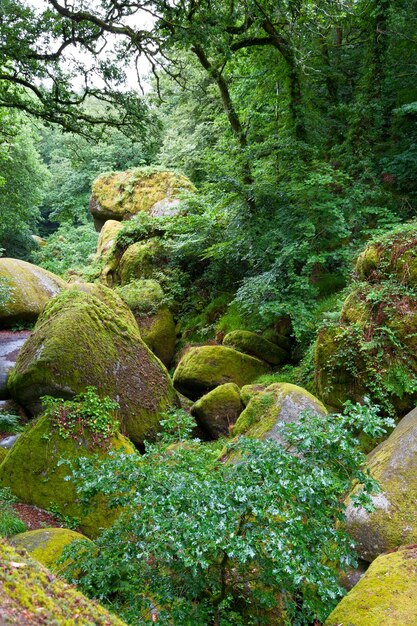 Blockfield nella foresta di Huelgoat