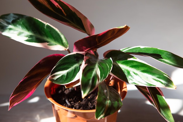 Bloodred stromanta Stromanthe Triostar Tricolor varietà foglia primo piano sul davanzale in condizioni di luce solare intensa con ombre Piante di casa in vaso cura e coltivazione di decorazioni per la casa verdi