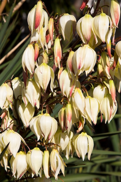 Bloom Bayonet Yucca fiori su albero, primo piano bianco yucca filamentosa cespuglio fiori, Blossom fiori bianchi ago-palma.