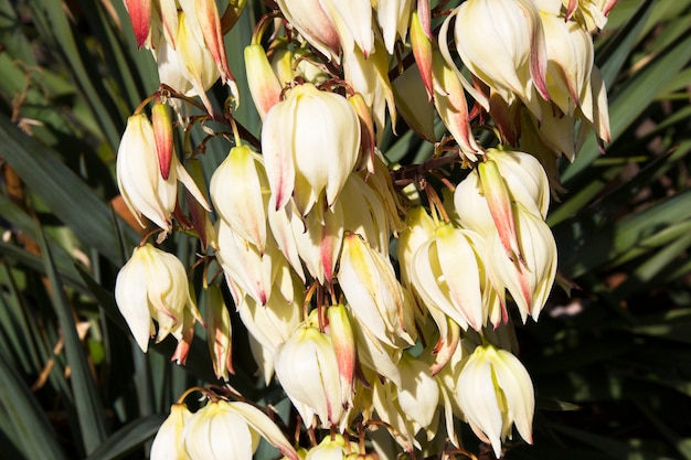 Bloom Bayonet Yucca fiori su albero, primo piano bianco yucca filamentosa cespuglio fiori, Blossom fiori bianchi ago-palma.