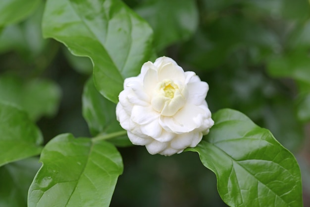 Bloom Jasmine ha impilato il fiore.