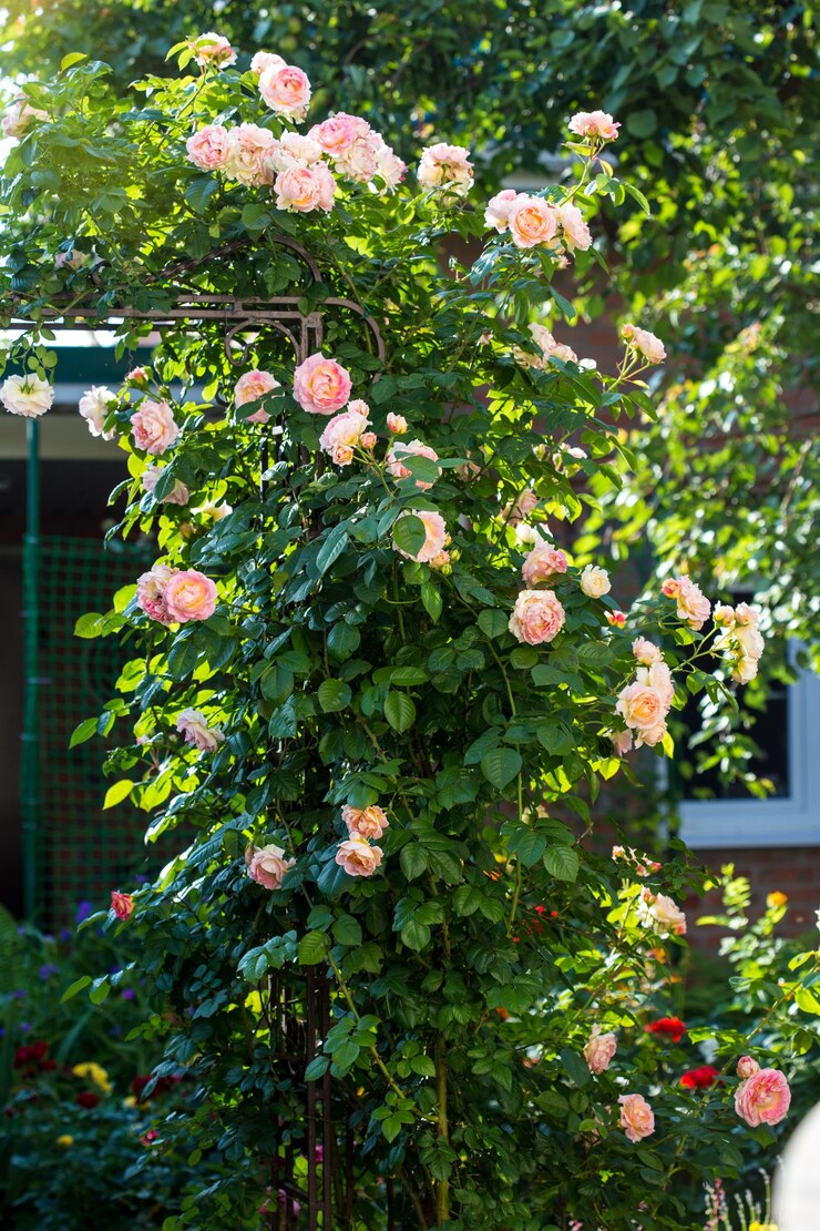 Blooming bush of pink climbing rose Cesar.