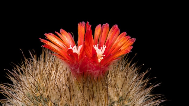 Blooming Cactus Flowers Parodia herzogiana (microsperma)