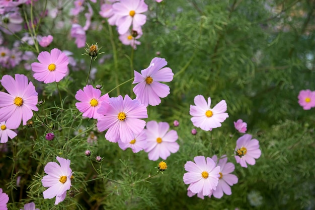 Blooming giardino rosa cosmo (Cosmos bipinnatus) fiori su un prato. Focalizzazione morbida