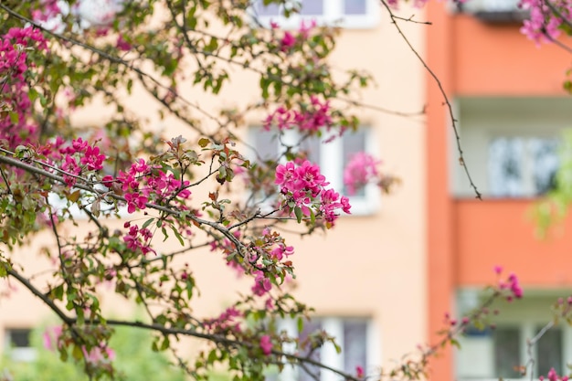 Blooming Malus floribunda o mela di granchio giapponese e edificio residenziale Sfondo di primavera