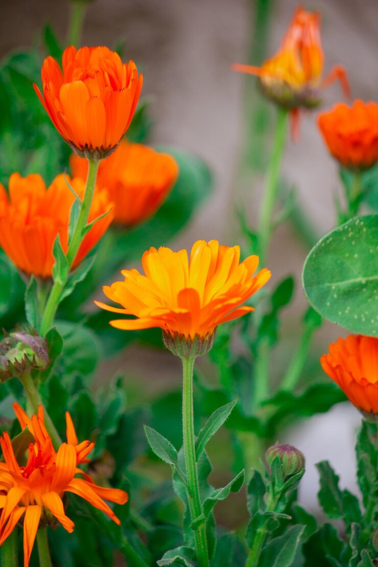 Blooming orange daisy marigold flower calendula officinalis closeup in a green grass garden