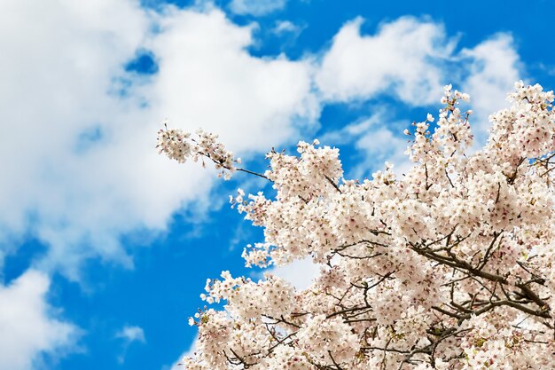 Blooming whte japan sakura fiori