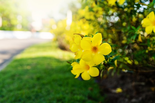 Blossom Allamanda Cathartica noto anche come fiore di tromba d'oro lungo la strada