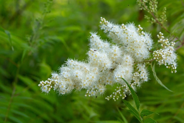 Blossom falsa spiraea su uno sfondo verde nella fotografia macro del giorno d'estate.