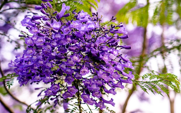 Blossom jacaranda vista del fiore della tangenziale alta strada durante la stagione primaverile a Kathmandu in Nepal