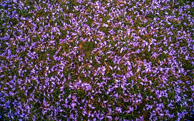 Blossom jacaranda vista del fiore della tangenziale alta strada durante la stagione primaverile a Kathmandu in Nepal