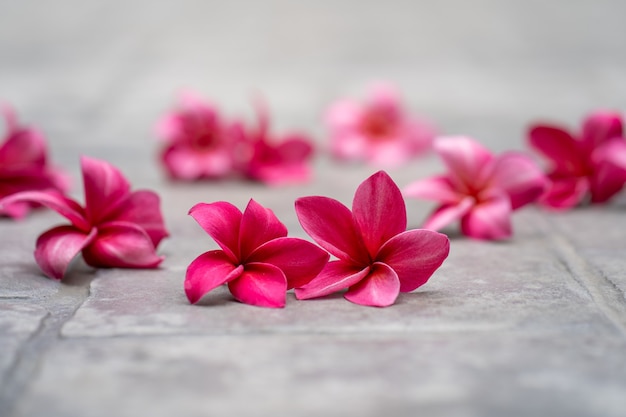 Blossom Red Plumeria o fiori di Frangipani a terra in giardino