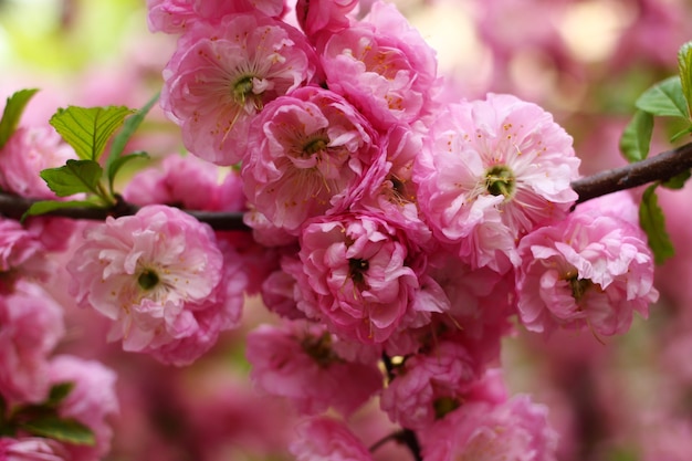 Blossom Sakura fiori rosa si chiudono