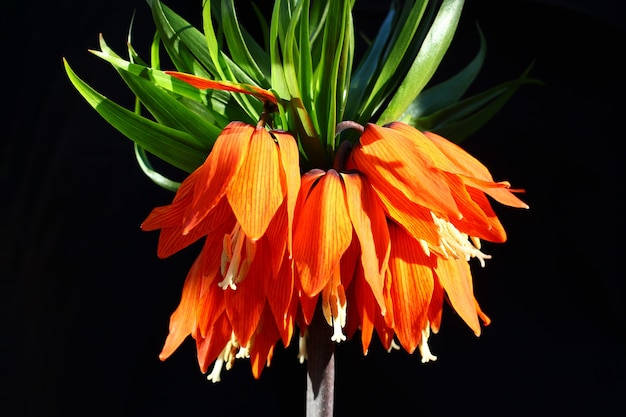 Blossoms Fritillaria imperialis su una parete nera