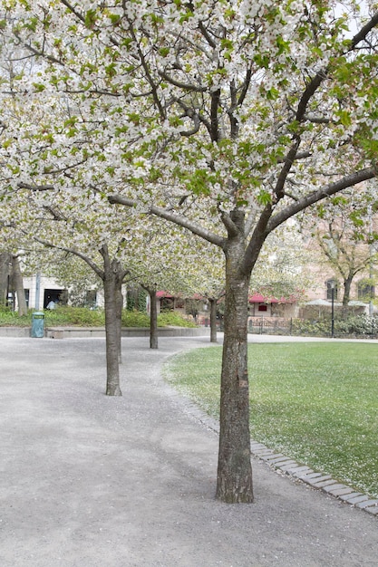 Blosson in Trees al Parco Berzelii, Stoccolma, Svezia