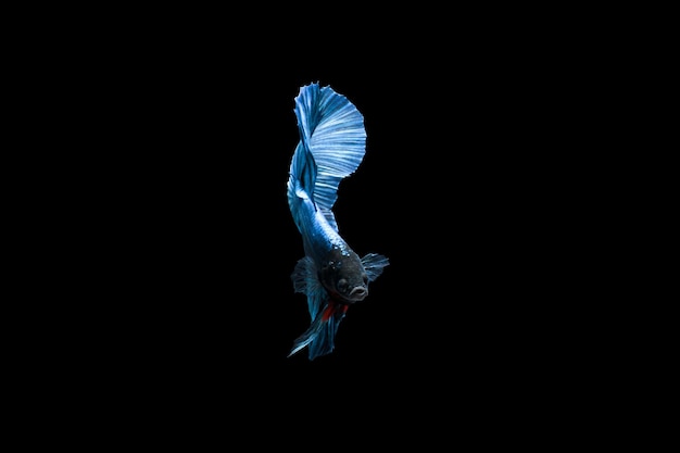 Blu Betta splendens mezzaluna betta isolato su sfondo nero