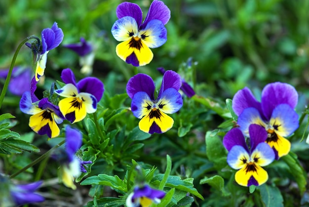 Blu e giallo viola del pensiero fiori (Viola tricolore) nel giardino estivo