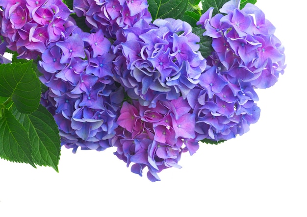 Blu e viola fresco hortensia freschi fiori che sbocciano vicino isolato su sfondo bianco