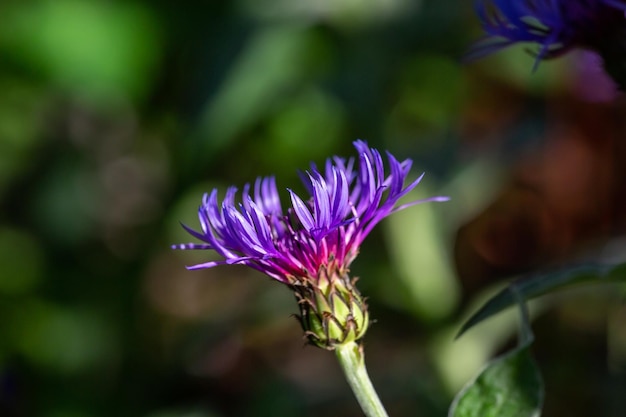 Blu fiordaliso in fiore su uno sfondo verde in una fotografia macro di una giornata di sole