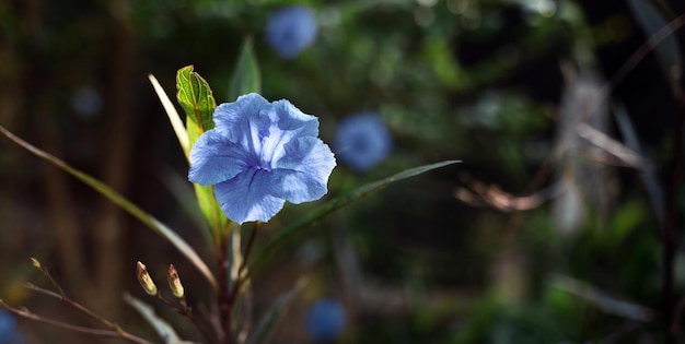 Blu Ruellia tuberosa fiore bel fiore in fiore verde foglia sfondo Crescita primaverile