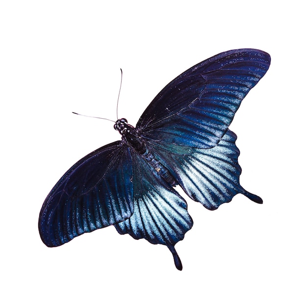 Blu tropicale e nero - farfalla isolata su sfondo bianco