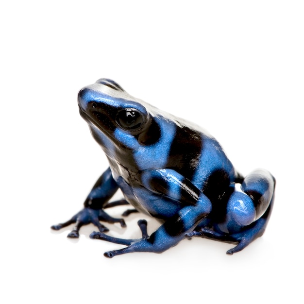 Blue and Black Poison Dart Frog - Dendrobates auratus su un bianco isolato