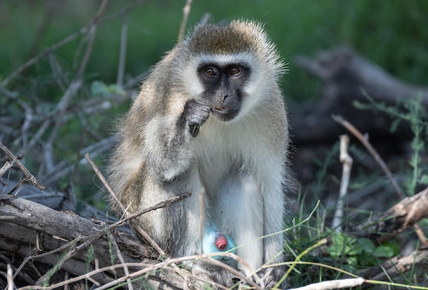 Blue Balled Vervet Monkey nel Parco Nazionale di Amboseli, in Kenya