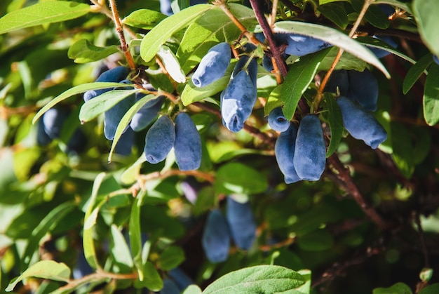 Blue caprifoglio Haskap bacche che crescono in giardino Lonicera caerulea al sole