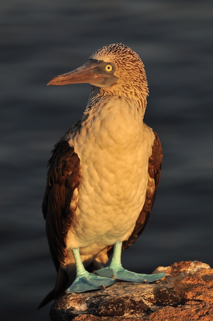 Blue Footed Boobie