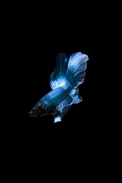 Blue Halfmoon Betta pesce Betta splendens isolato su sfondo nero