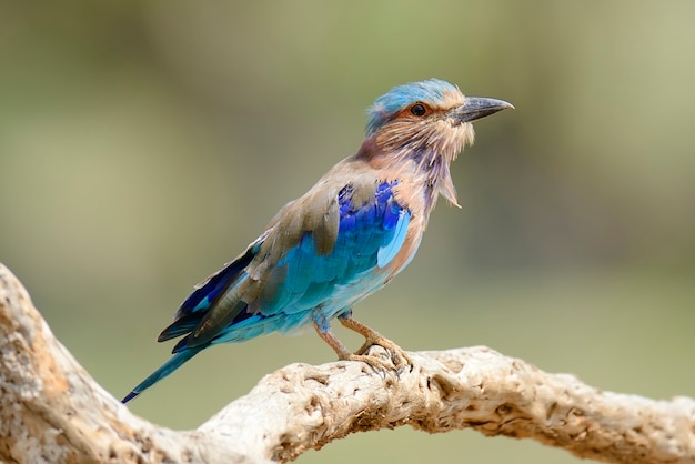 Blue Indian Roller su un ramo morto