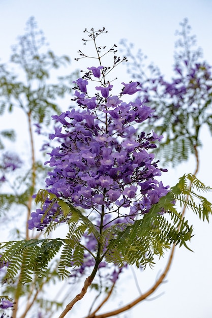 Blue Jacaranda Albero della specie Jacaranda mimosifolia con fiori di frutta e messa a fuoco selettiva