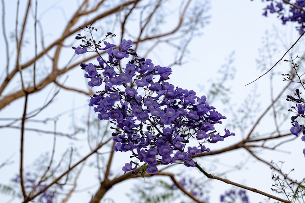 Blue Jacaranda Albero della specie Jacaranda mimosifolia con fiori di frutta e messa a fuoco selettiva