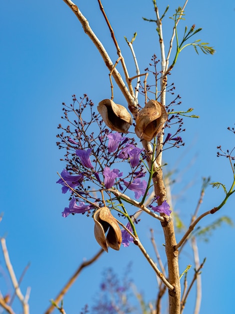 Blue Jacaranda Albero della specie Jacaranda mimosifolia