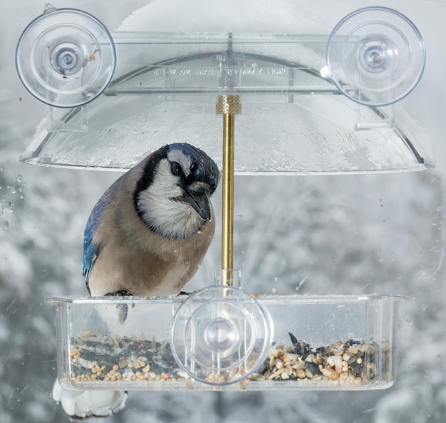 Blue Jay nella mangiatoia per uccelli da finestra