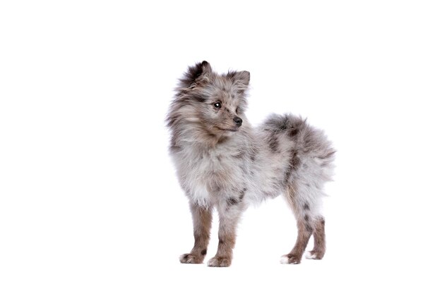 Blue Merle Pomerania