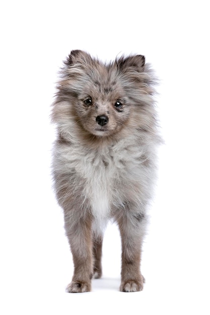 Blue Merle Pomerania