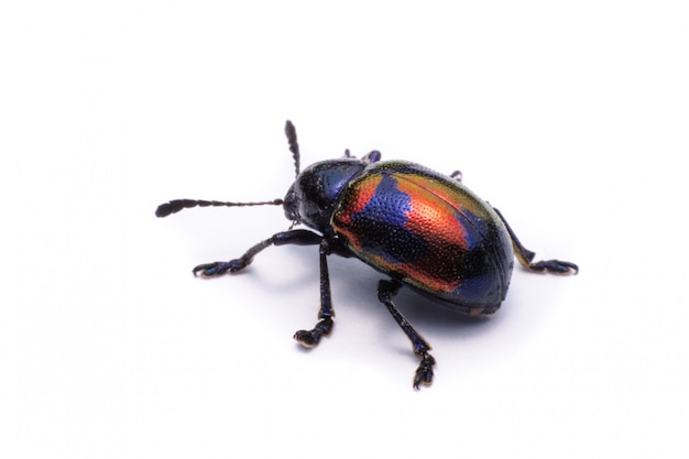 Blue Milkweed Beetle; Nome scientifico Chrysochus pulcher Baly, isolato su bianco