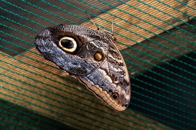 Blue Morpho Butterfly arroccato sulla rete.