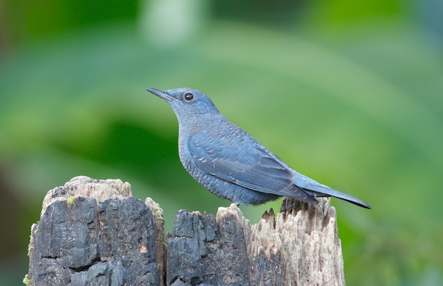 Blue Rockthrush Monticola solitarius Bella femmina uccelli della Thailandia